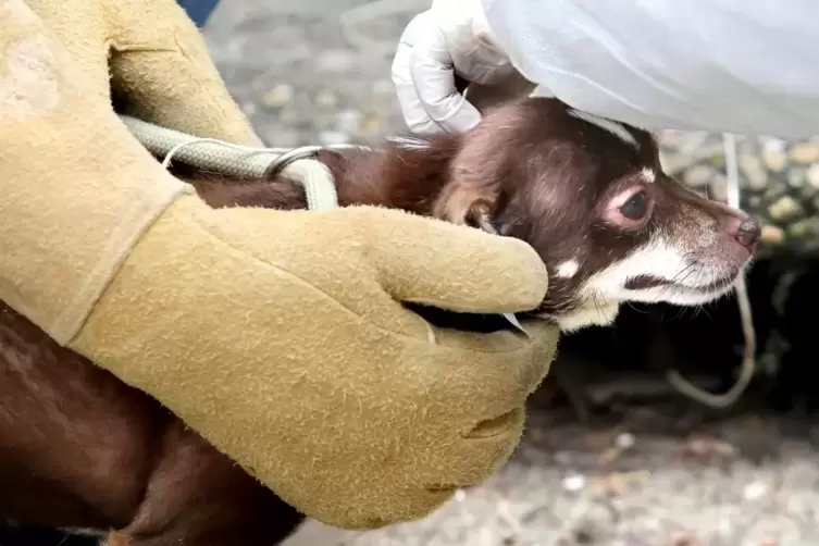 tiere5.jpg
