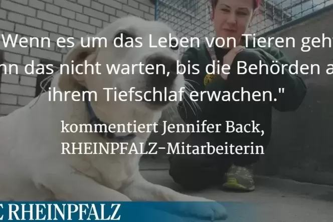 hund_suedpfalz-van-pablo.jpg