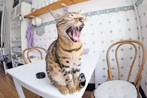 Miauuuuu! Katzen sind Charakterköpfe. Das gefällt den Teilnehmern des Katzenstammtischs, auch wenn sie ihnen manchmal auf der Na