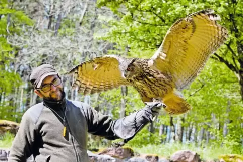 Hat offenbar keine Angst vor großen Tieren: Falkner Alan Redzepovic mit Uhu Bubo.