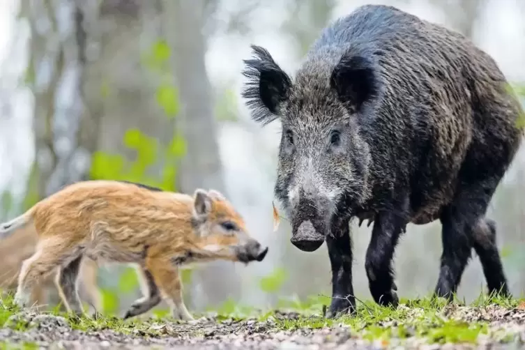 Wenn Jäger Schwein haben, gilt das nicht zwangsläufig auch für die Schweine: Wildschwein und Frischling.