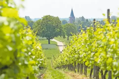 Das neue Weingesetz hat bei manchen Winzern für Unsicherheit gesorgt. Unser Foto zeigt einen Wingert bei Rohrbach.