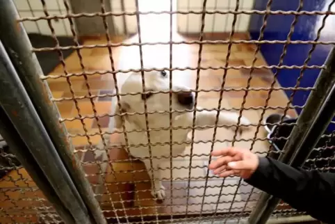 Insgesamt wurden in der Bornheimer Tierarztpraxis 44 verwahrloste Hunde, 18 Katzen und drei Kängurus gefunden. Foto: Iversen 