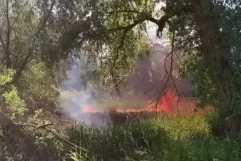 Eine Schilffläche von 2500 Quadratmetern brannte am Dienstagnachmittag in Billigheim-Ingenheim.  Foto: Feuerwehr