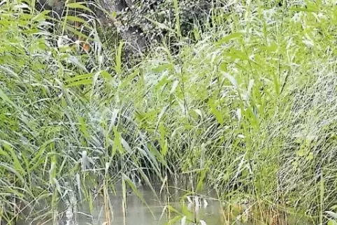 Wichtig bei Hochwasser: Der Ablauf über Entwässerungsgräben.