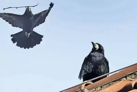 Innenstadt-Bewohner: In Speyer gibt es mehrere Saatkrähen-Kolonien in direkter Bebauungsnähe.
