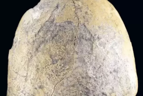 Die Schädelkalotte eines Neandertalers, gefunden im Kreis Mayen-Koblenz: mit 170.000 Jahren der bislang älteste bekannte „Rheinl