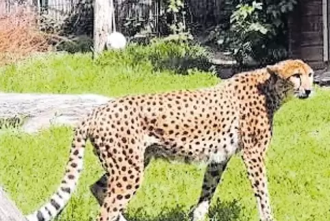 Tyke (unten) soll jetzt im Landauer Zoo für Nachwuchs sorgen. Oben ein Gepard in der Aufzuchtstation in Shajah.