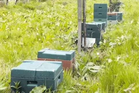 Die vernachlässigten Bienenstöcke auf einer Wiese bei Göcklingen.