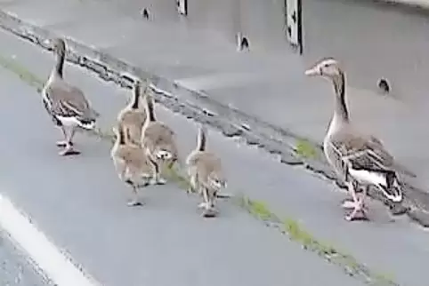 Die Gänsefamilie.