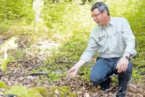 Förster Rüdiger Wolf zeigt, welche Pflänzchen im Wald besonders verbissanfällig sind.