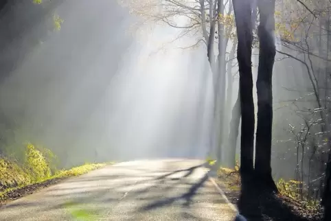 Im Wallhalbtal wurden Bäume an den Hängen gefällt, weil immer wieder welche auf die Straße fielen. Laut Forstamtsleiter Theodor 