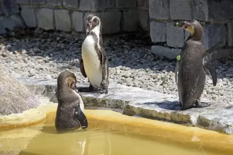 Die Pinguine im Luisenpark suchen bei den sommerlichen Temperaturen die Abkühlung im Wasser. Foto: Kunz
