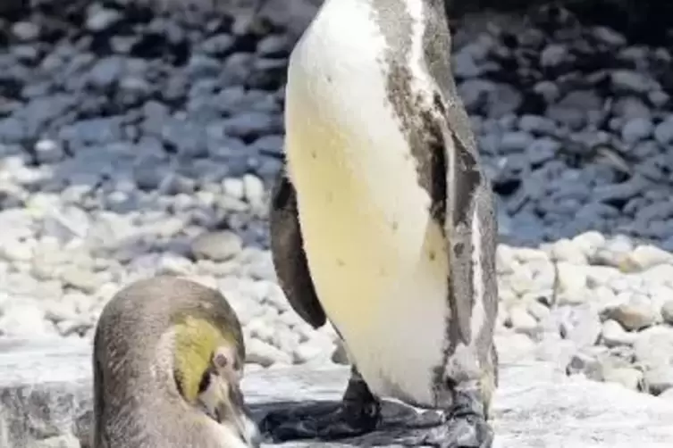 Die Pinguine gönnen sich bei der Hitze eine Abkühlung.