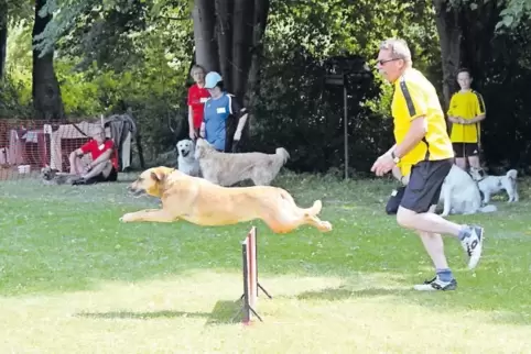 Im freien Flug: Die große Hitze am Sonntag hat die wenigsten Hunde bei dem Turnier beeindruckt. Sie waren mit Feuereifer dabei.