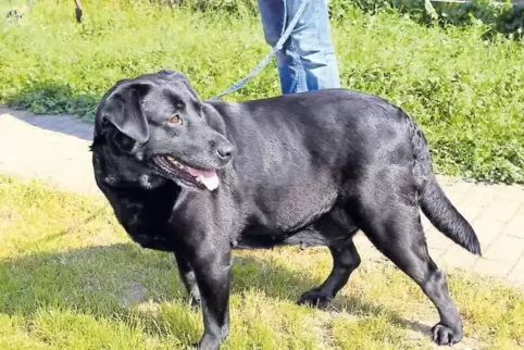 Muss ein wenig abspecken: Labradorhündin Chevy.