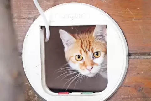 Kritischer Blick: Die Katzen, die bei der Razzia gefunden wurden, sind ziemlich scheu.