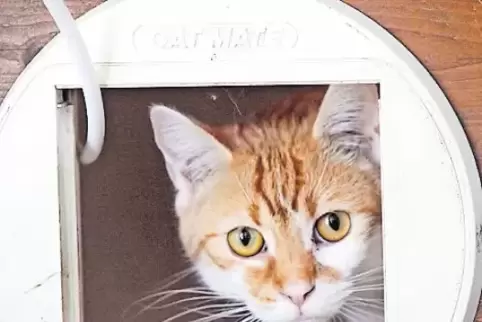 Die Katzen, die bei einer Razzia bei einer Tierärztin gefunden wurden, sind ziemlich scheu.