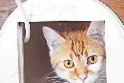 Skeptischer Blick: Katzen wie diese, die bei der Razzia gefunden wurden, sind ziemlich scheu.