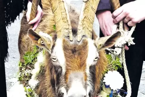Der Tributbock sollte die Blumen, mit denen er zur Übergabe geschmückt wird, nicht fressen.