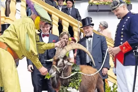 Der Tributbock muss einiges mitmachen.
