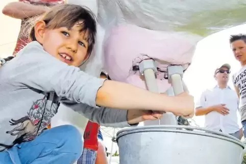 Aus dem Euter in den Eimer: Kinder können sich beim Bauernmarkt am Melken versuchen.