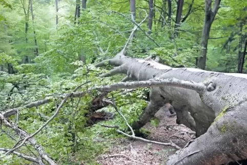 Die alte Buche ist quer über den Weg gestürzt. In einer Kernzone wie dem Quellgebiet der Wieslauter darf sie dort auch liegenble