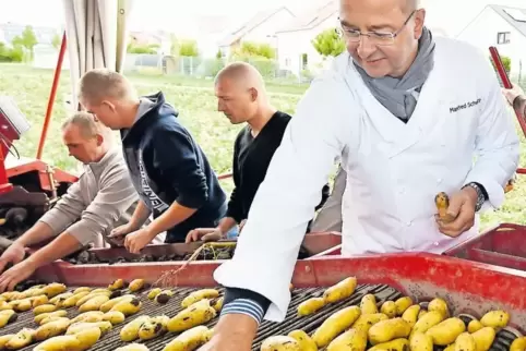 Manfred Schwarz an der Sortieranlage: Der berühmte Koch gibt seinen Namen gern für die Pfälzer Grumbeere her.