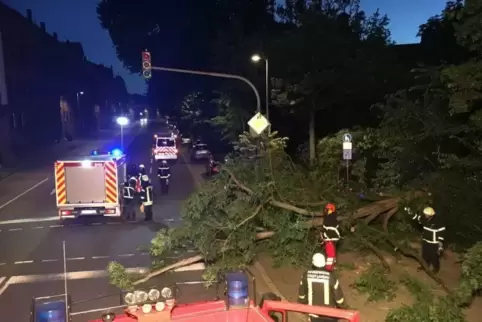 Die Feuerwehr Landau hat den umgestürzten Baum noch in der Nacht zersägt und von der Straße geholt. Foto: Feuerwehr Landau