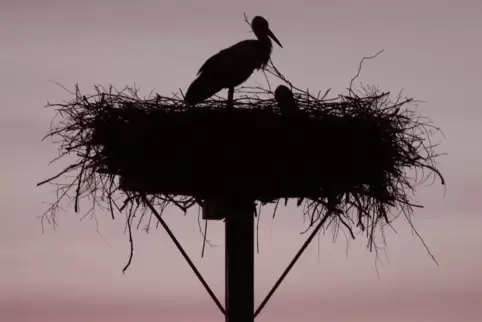 Durch Zufall wurde bei der Beringung entdeckt, dass der Storch in Lebensgefahr schwebte.  Foto: DPA