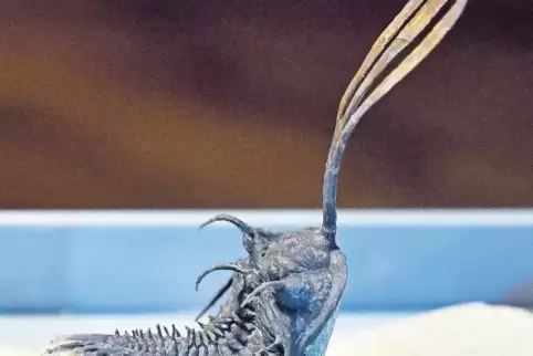 Wirkt fast schon lebendig: ein aufwendig präparierter Trilobit.