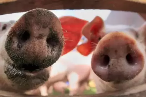 Schwein gehabt. Zumindest im südlichen Landkreis Germersheim. Die kleine Schweine, die dort gesichtet wurden, sind allerdings be