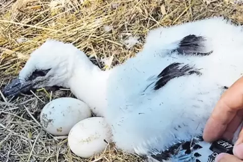 Der kleine Storch mit dem großen Namen liegt neben zwei unbefruchteten Eiern.
