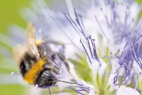 Viele Blumenblüten sollen dafür sorgen, dass Insekten Nahrung erhalten. Das Saatgut soll über Sponsoring finanziert werden.