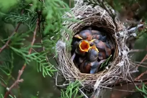Diesen Jungvögeln scheint es gut zu gehen. In Nestern von Höhlenbrütern dagegen herrscht derzeit große Hitze. Deshalb finden sic