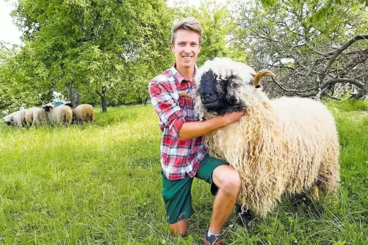 Philipp Burgeys Schafe halten einige Streuobstwiesen in Großsteinhausen und ein Wasserrückhaltebecken sauber. Sie fressen die ju
