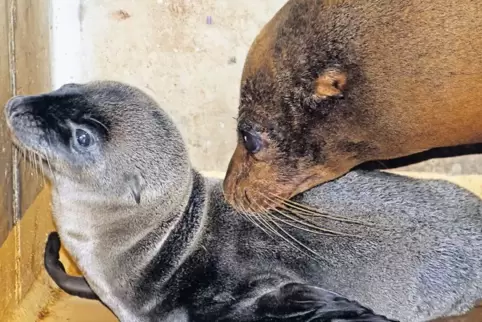 Mutter Chicca (rechts) mit ihrem Jungen.