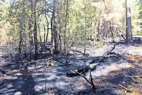 Alles schwarz: Zwischen Höningen und Lindemannsruhe brannte gestern ein Stück Wald.