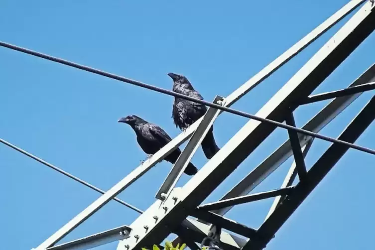 Auf Stippvisite: Das Kolkrabenp&auml;rchen hat sich leider nicht im Mutterstadter Wald niedergelassen.