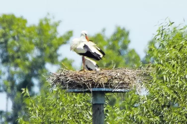 Schon ganz sch&ouml;n fl&uuml;gge: einer der beiden ersten Wei&szlig;st&ouml;rche, die im Limburgerhofer Bruch aufgewachsen sind.