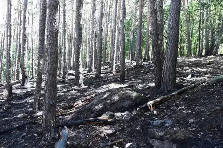 Glück gehabt - der Wald bei Bad Dürkheim ist nicht komplett abgebrannt.  Foto: Franck