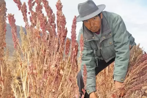 Quinoa-Bauer Julian Canavari erntet rote Quinoa.