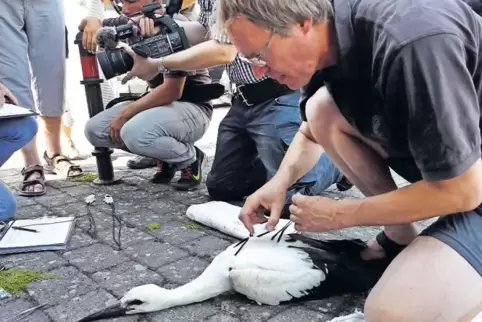 Ornithologe Dr. Wolfgang Fiedler befestigt den Sender an einem der drei Rülzheimer Jungstörche.