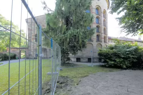An dieser Stelle des Domkapitelsfriedhofs in Speyer soll das Grab für Altkanzler Kohl ausgehoben werden. Sein Sohn Walter kritis