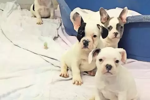 Französische Bulldoggen waren auch unter den 43 Welpen, die jetzt im Tierheim noch viel Ruhe brauchen.