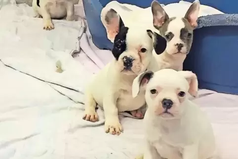 Französische Bulldoggen waren auch unter den 43 Welpen, die ins Pirmasenser Tierheim gebracht wurden.