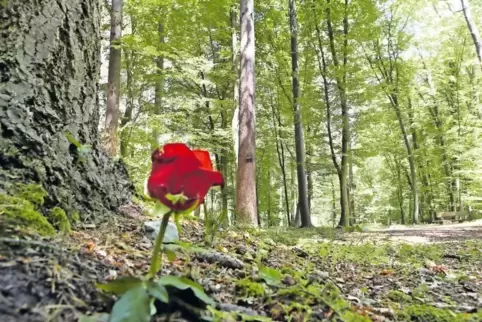 Die Bienwaldruhe ist eine idyllische letzte Ruhestätte im Wald. Doch inzwischen werden die Plätze knapp.