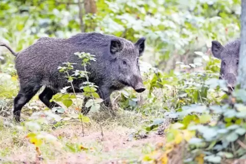 Im Fleisch von zwischen Alzey und Germersheim geschossenen Wildschweinen wurde der Parasit entdeckt.