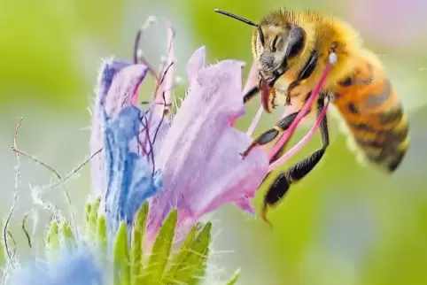 Die Wildblumensaat im Gewerbegebiet Naulott-Guckinsland befindet sich im zweiten Jahr und lockt schon viele Insekten an.