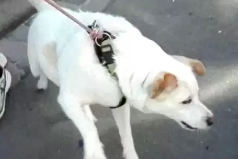 Der bissige Hund. Foto: Polizei 